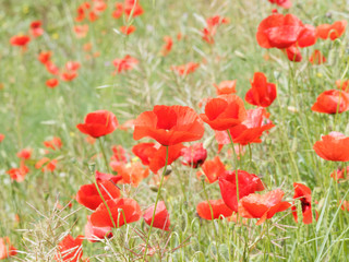 Obraz premium Fleurs épanouies de coquelicots rouges dans un champ 'Papaver rhoeas'