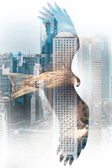 Concept image of hawk double exposure with city