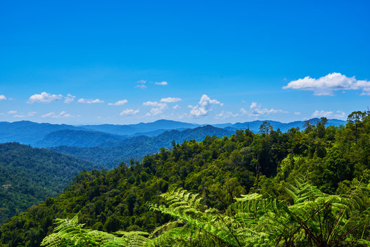 Hilly landscape in a blue haze to the horizon. Spectacular view a cloudy sky and lush tropical rainforest Cameron Highlands, Malaysia. Concept of travel and holiday. The concept of ecological tourism