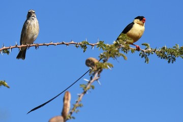 Königswitwe (vidua regia) in Namibia