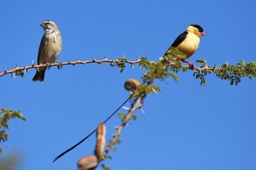 Königswitwe (vidua regia) in Namibia