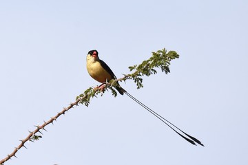 Königswitwe (vidua regia) in Namibia
