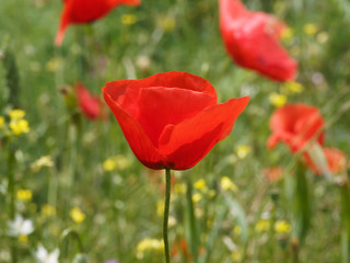 Der Klatschmohn oder Mohnblume 'Papaver rhoeas'