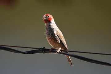 Buntastrild (Pytilia melba)