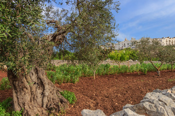 Apulian countryside with olive tree. The most beautifull Old Towns in Italy: Locorotondo, laid on the top of a hill, has one of the most suggestive skylines of Apulia.