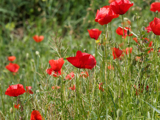 Fototapeta premium 'Papaver rhoeas' Rote Mohnblumen oder Klatschmohnen in einer grünen Wiese
