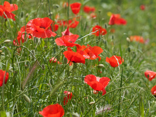 Fototapeta na wymiar 'Papaver rhoeas' Rote Mohnblumen oder Klatschmohnen auf einem Feld