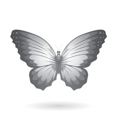 Grey Glossy Butterfly with Dark Tipped Wings Illustration