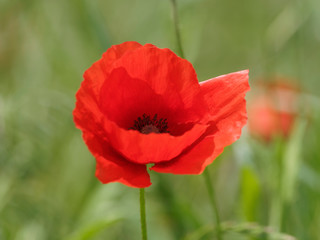 Obraz premium Mak kukurydziany lub mak 'Papaver rhoeas'