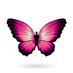 Magenta Butterfly With Black Tipped Wings Illustration