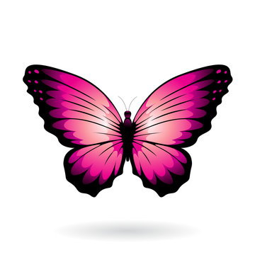 Magenta Butterfly With Black Tipped Wings Illustration