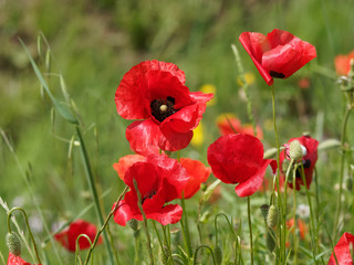 Obraz premium Rote Mohnblumen oder Klatschmohnen 'Papaver rhoeas'