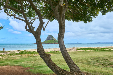 The Chinaman's Hat island seen between the split trunk of a tree at a beach park near the Kualoa Beach Regional Park at O'ahu, Hawaii.