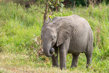 Naklejka na ściany i meble The little elephant eats leaves and grass. Orphanage for elephants