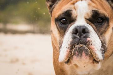 Old English Bulldog portrait