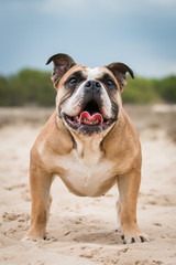 Obraz premium dog on the beach
