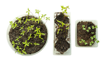 flowers pots garden summer