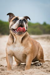 English bulldog on the beach