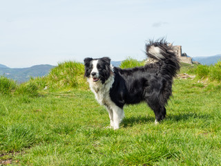 Portrait of Border Collie Outdoors