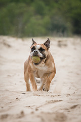 Obraz premium dog on the beach