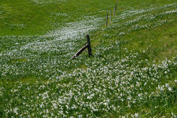 Green mountain meadows with narcissus flowers