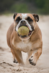 Fototapeta premium English Bulldog with ball