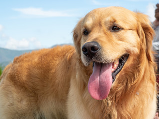 Portrait Dog Golden Retriever