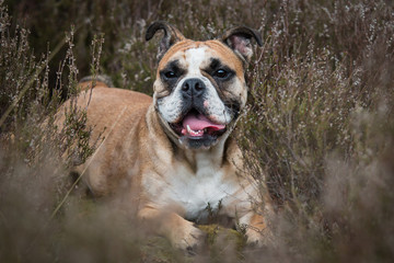 english bulldog on grass