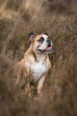 portrait of a bulldog in heather