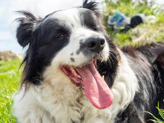 Portrait of Border Collie Outdoors