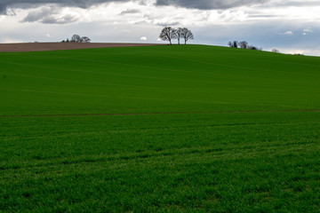 A green hill rises towards the clouds with a trio of trees in silhouette on the crest against a gray sky and clouds.