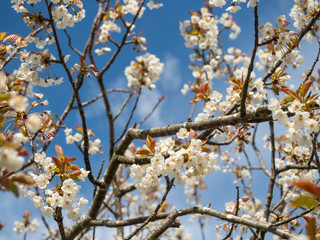 Cherry Tree in flower