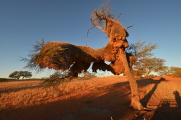 Siedelweber Vogelnest in der Kalahari