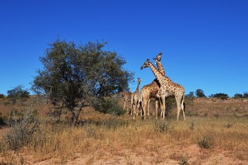 Giraffen im Kgalagadi Transfrontier Nationalpark