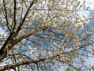 Cherry Tree in flower