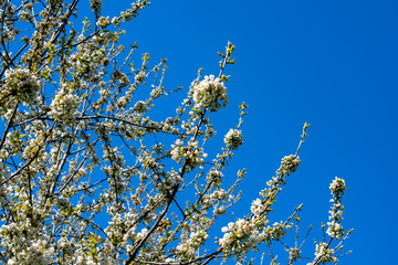 Branches of a blooming wild cherry tree show white blossoms against a vivid blue sky with room for text or copy.