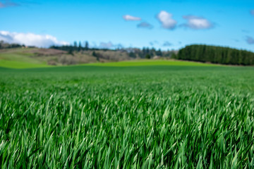 Bright green grain sprouts in the foreground while hills rise in the background with a blue sky and white clouds above in this view of an Oregon farm. 