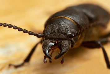 Macro photo of the longhorn beetle Spondylis buprestoides on wood