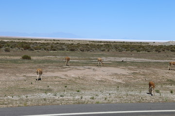 ビクーニャ　ボリビア