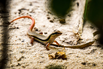 lizard with red tail on sandy ground