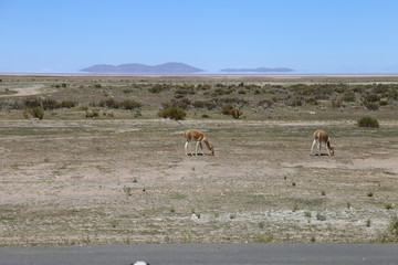 ビクーニャ　ボリビア