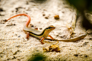 lizard with red tail on sandy ground - 265938285