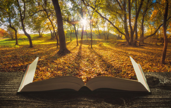 Autumn forest on the pages of book