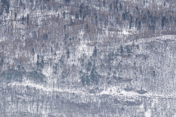 Winter forest with snow and many trees