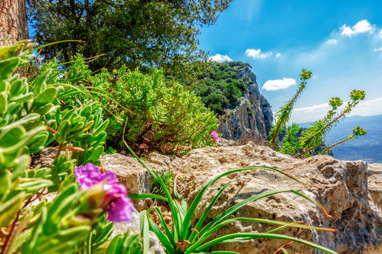 Gebirgsvegetation auf dem Puig d&rsquo;Alar&oacute; (800m)  im Fr&uuml;hling: Zistrose und Euphorbia