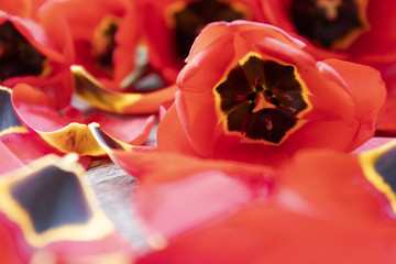 Red tulip and fallen tulip petals lie on the old boards. petals on the table.