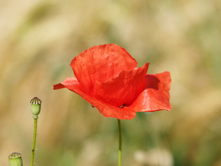 'Papaver rhoeas' Common poppy - corn, red or field poppy