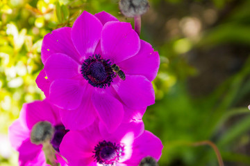 Anemone Coronaria