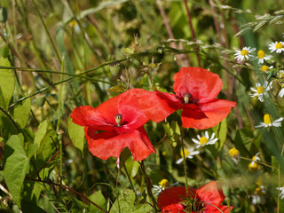 Fototapeta premium Red poppies 'Papaver rhoeas' in a green grass field