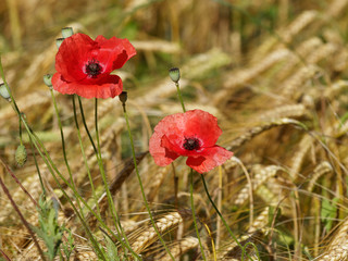 Naklejka premium Red poppies 'Papaver rhoeas' in a grass field